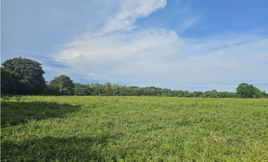 Se Vende Finca de 65 hectáreas en Antón