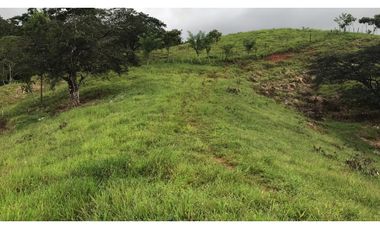 GANGA / COLON / FINCA / BUENA VISTA / 43.5 HECTAREAS / PARA DESARROLLO