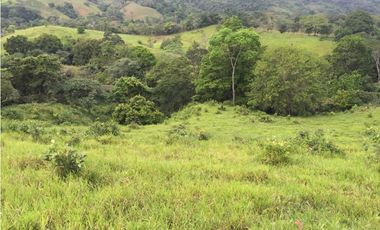 GANGA / COLON / FINCA / BUENA VISTA / 43.5 HECTAREAS / PARA DESARROLLO