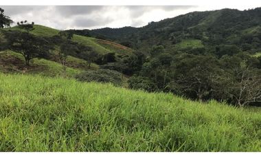 GANGA / COLON / FINCA / BUENA VISTA / 43.5 HECTAREAS / PARA DESARROLLO