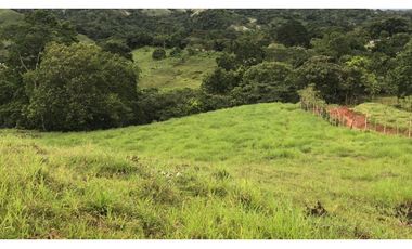 GANGA / COLON / FINCA / BUENA VISTA / 43.5 HECTAREAS / PARA DESARROLLO