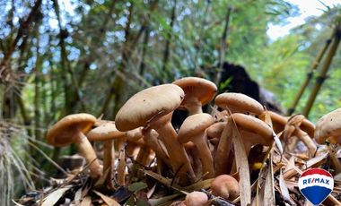 SE VENDE CAMPO PARA INVERSIÓN - HUIFE PUCON CHILE