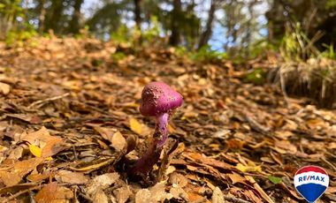 SE VENDE CAMPO PARA INVERSIÓN - HUIFE PUCON CHILE