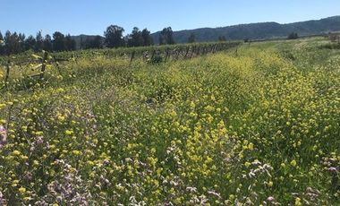 Parcela de Agrado 5.000 m² en La Patagua