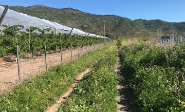 Parcela de Agrado 5.000 m² en La Patagua