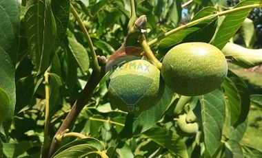 Parcela con Casa piscina y jardín en Melipilla