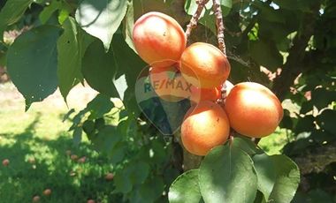 Parcela con Casa piscina y jardín en Melipilla