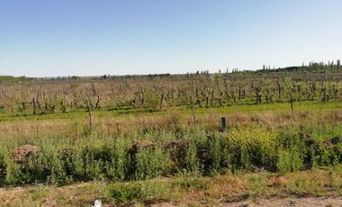 Chacra - Venta - Excelente ubicación - General Roca - R006