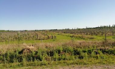 Chacra - Venta - Excelente ubicación - General Roca - R006