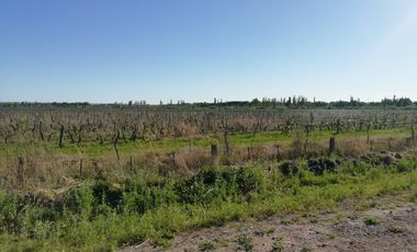 Chacra - Venta - Excelente ubicación - General Roca - R006