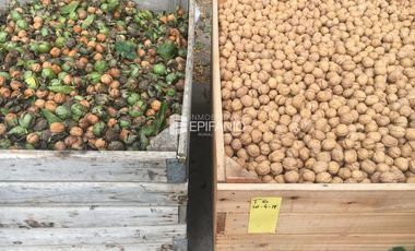 Venta - Chacra con Nogales en producción -  General Roca -  C020