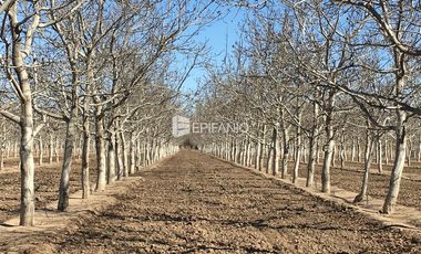 Venta - Chacra con Nogales en producción -  General Roca -  C020