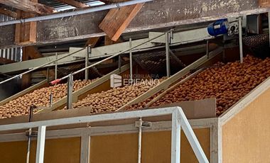 Venta - Chacra con Nogales en producción -  General Roca -  C020