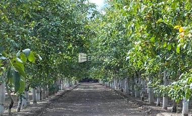 Venta - Chacra con Nogales en producción -  General Roca -  C020