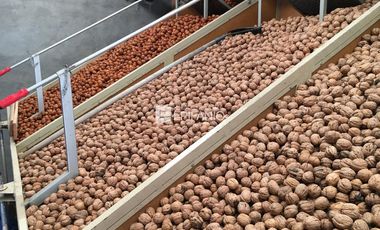 Venta - Chacra con Nogales en producción -  General Roca -  C020