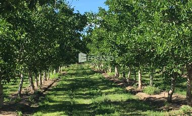 Venta - Chacra con Nogales en producción -  General Roca -  C020
