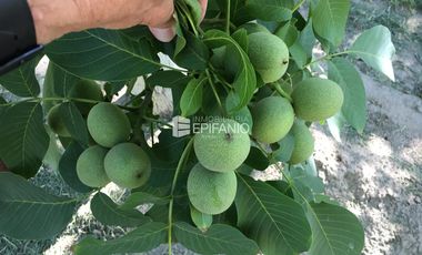 Venta - Chacra con Nogales en producción -  General Roca -  C020