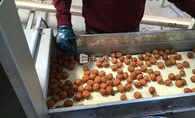 Venta - Chacra con Nogales en producción -  General Roca -  C020