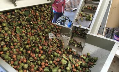 Venta - Chacra con Nogales en producción -  General Roca -  C020