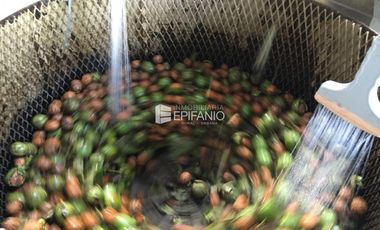 Venta - Chacra con Nogales en producción -  General Roca -  C020