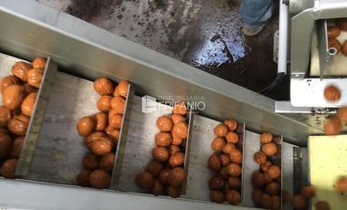 Venta - Chacra con Nogales en producción -  General Roca -  C020