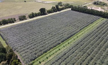 10Ha - Agrícola - Miramar