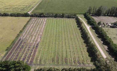 10Ha - Agrícola - Miramar
