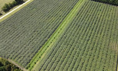 10Ha - Agrícola - Miramar