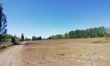 Venta - Chacra en Blanco de 42 has en Mainque - R021