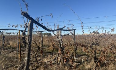 Venta -  Bodega y Chacra con Producción de Viña - R023