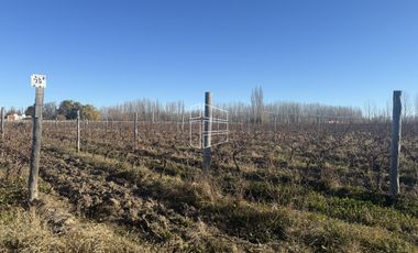 Venta -  Bodega y Chacra con Producción de Viña - R023