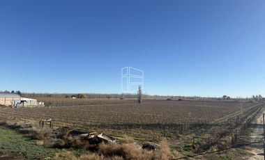Venta -  Bodega y Chacra con Producción de Viña - R023