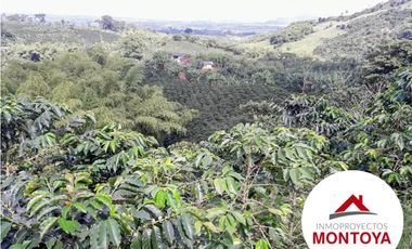 SE VENDE FINCA CAFETERA SECTOR ALTAGRACIA