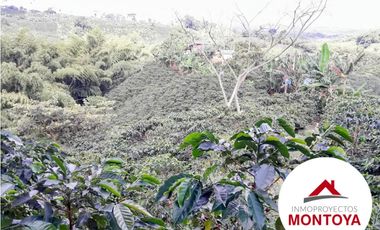 SE VENDE FINCA CAFETERA SECTOR ALTAGRACIA