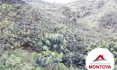 SE VENDE FINCA CAFETERA SECTOR ALTAGRACIA