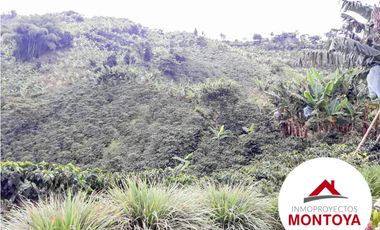 SE VENDE FINCA CAFETERA SECTOR ALTAGRACIA