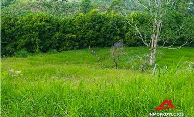 Finca productiva en la vía a Altagracia, Pereira