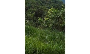 FINCA PRODUCTIVA EN VENTA LA QUISQUINA, PALMIRA VALLE DEL CAUCA