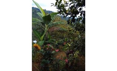 FINCA PRODUCTIVA EN VENTA LA QUISQUINA, PALMIRA VALLE DEL CAUCA