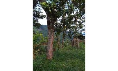 FINCA PRODUCTIVA EN VENTA LA QUISQUINA, PALMIRA VALLE DEL CAUCA