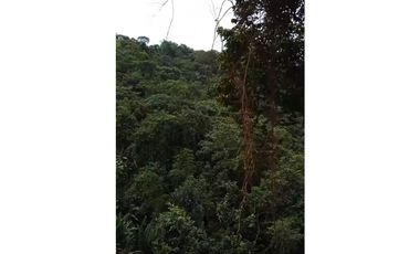 FINCA PRODUCTIVA EN VENTA LA QUISQUINA, PALMIRA VALLE DEL CAUCA