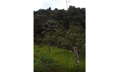 FINCA PRODUCTIVA EN VENTA LA QUISQUINA, PALMIRA VALLE DEL CAUCA