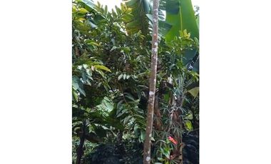 FINCA PRODUCTIVA EN VENTA LA QUISQUINA, PALMIRA VALLE DEL CAUCA