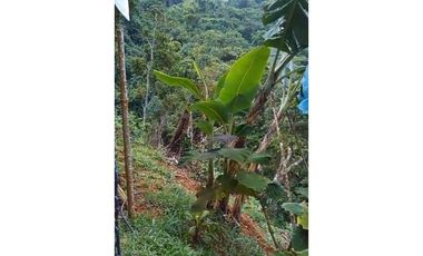 FINCA PRODUCTIVA EN VENTA LA QUISQUINA, PALMIRA VALLE DEL CAUCA