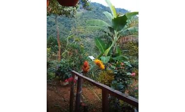 FINCA PRODUCTIVA EN VENTA LA QUISQUINA, PALMIRA VALLE DEL CAUCA