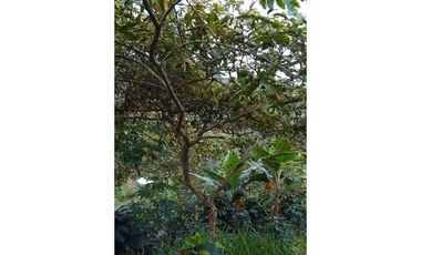 FINCA PRODUCTIVA EN VENTA LA QUISQUINA, PALMIRA VALLE DEL CAUCA