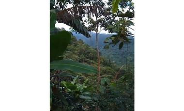 FINCA PRODUCTIVA EN VENTA LA QUISQUINA, PALMIRA VALLE DEL CAUCA