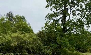 Parcela en venta en RÍO BUENO