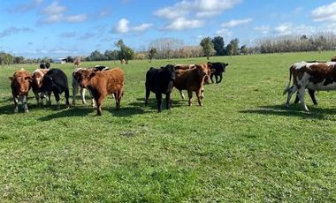 Agrícola en Venta en 169 hectareas a 1 km de ruta T-851, 15 minutos de Rio Bueno.