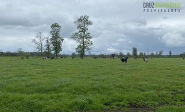 Agrícola en Venta en 169 hectareas a 1 km de ruta T-851, 15 minutos de Rio Bueno.